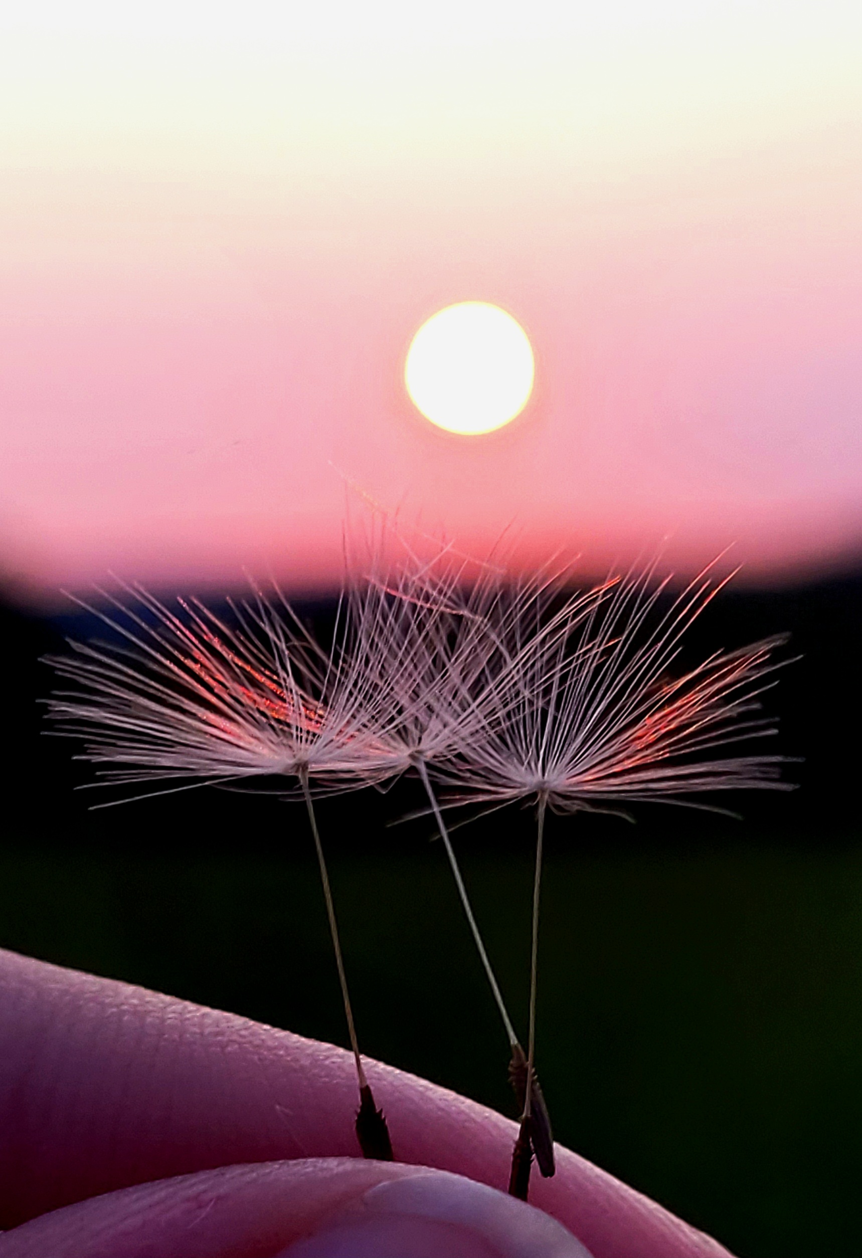 cambria stanton picture of dandelion seeds by sunset