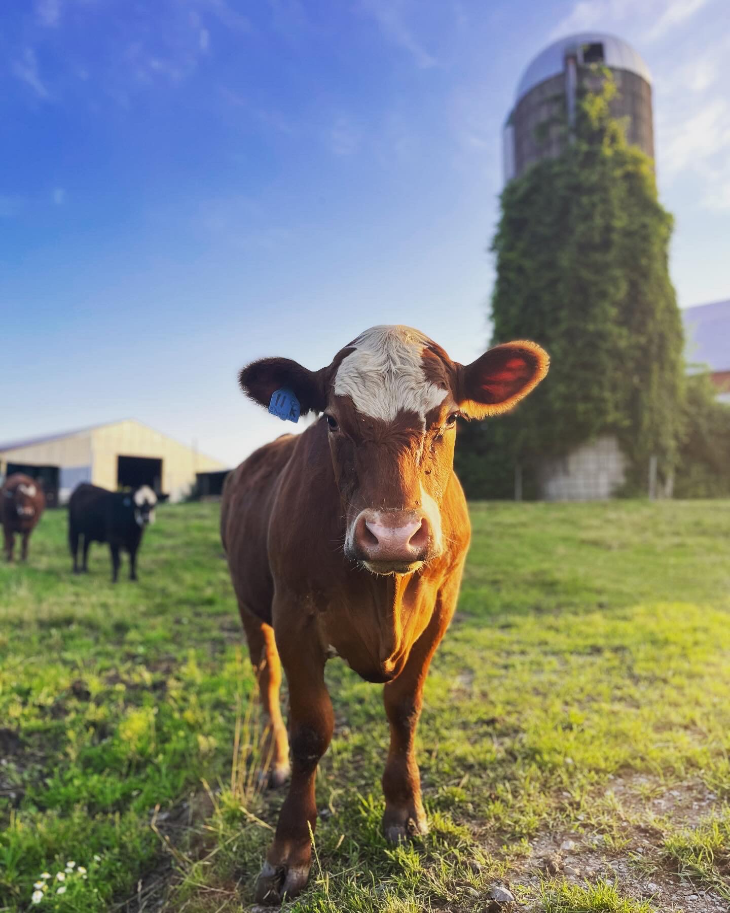 picture of a cow on the farm on a beautiful sunny day